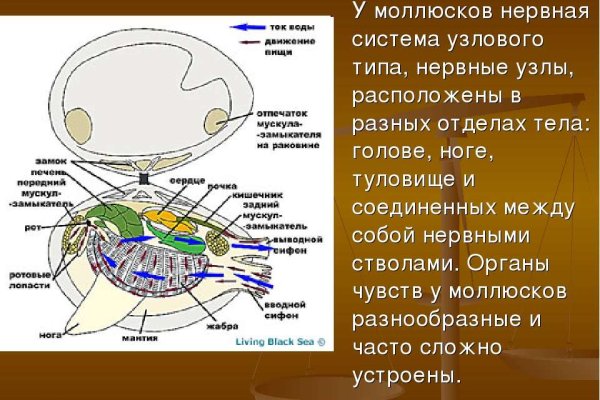 Кракен нет